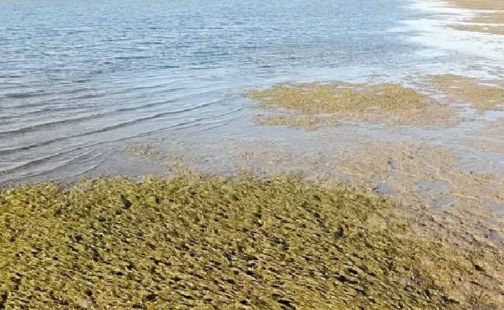 Seagrass in the Tin Can Bay inlet. Seagrass in the Tin Can Bay inlet.